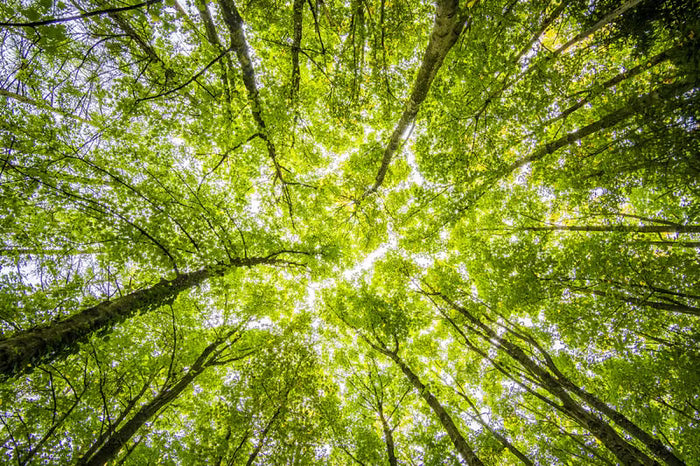 Wald von Madagaskar